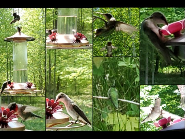 Hummingbird collage