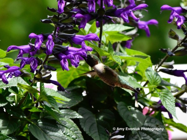 Ruby-throated hummingbird nectaring at Salvia