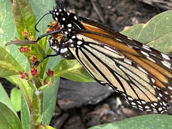 Monarch butterfly laying egg