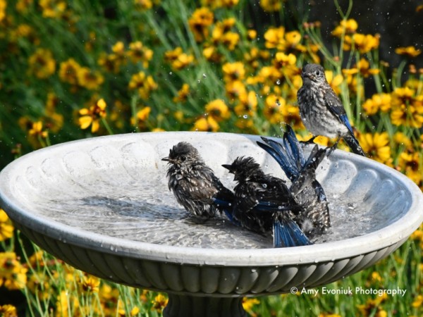 Bluebirds in bird bath