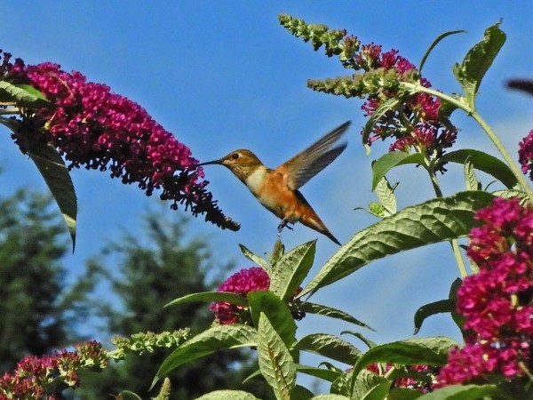 Rufous hummingbird flying near red blooming flowers