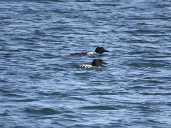 Common Loons in lake