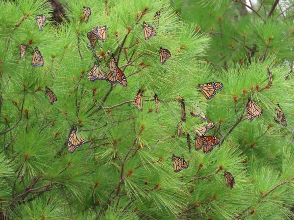 monarchs roosting in pine trees