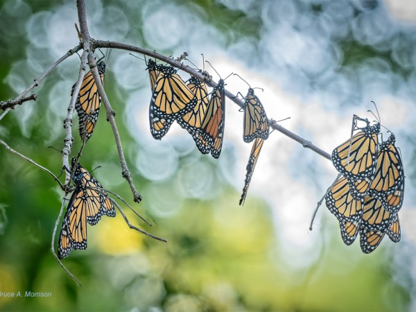 Fall roost of monarchs