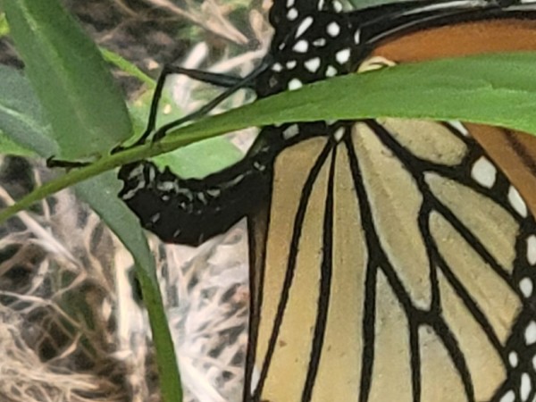 Monarch laying eggs