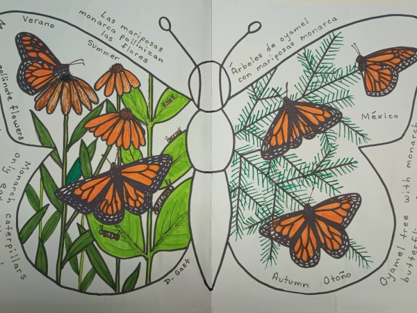 Monarchs, flowers, milkweed, and oyamel