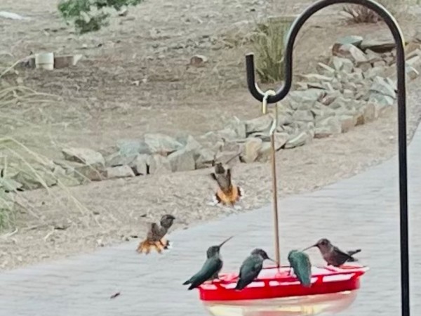 Several hummingbirds at feeder