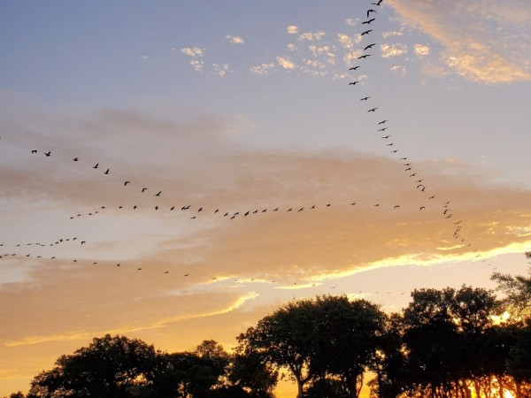 migrating birds in the sky at sunset