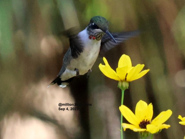Hummingbird nectaring on flowers