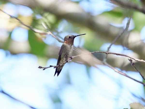 Adult male hummingbird in tree