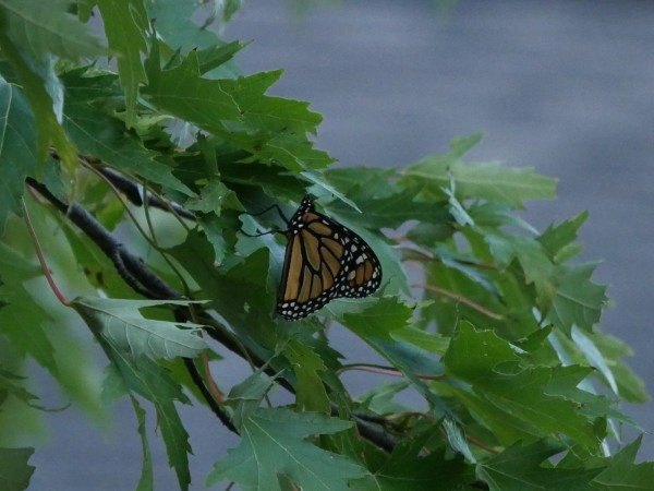 Monarch roosting