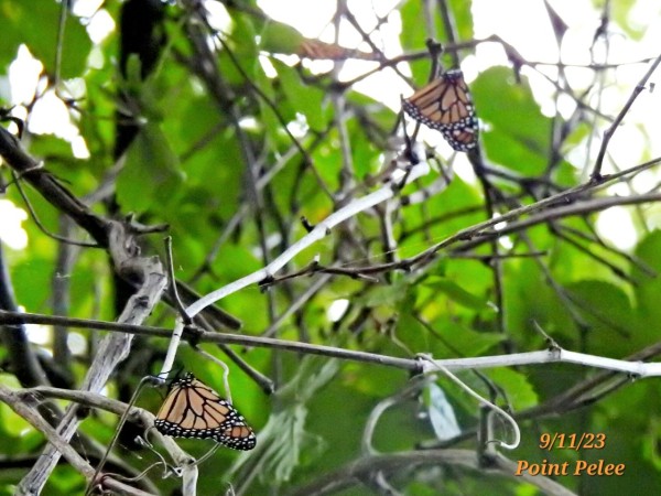 Monarchs clustering in tree