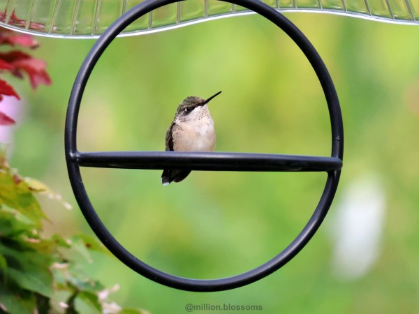 Juvenile hummingbird perched