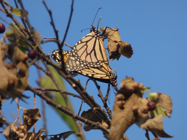 monarchs in tree
