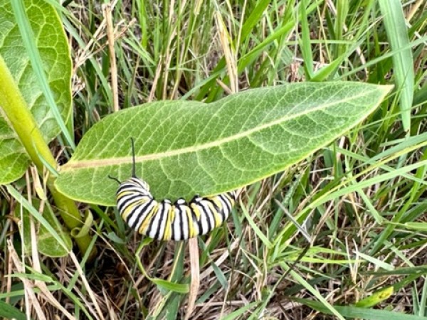 Monarch larva 
