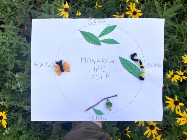Monarch life cycle activity