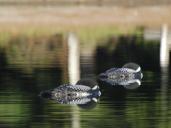 A pair of loons tucks in their heads to sleep side by side. 