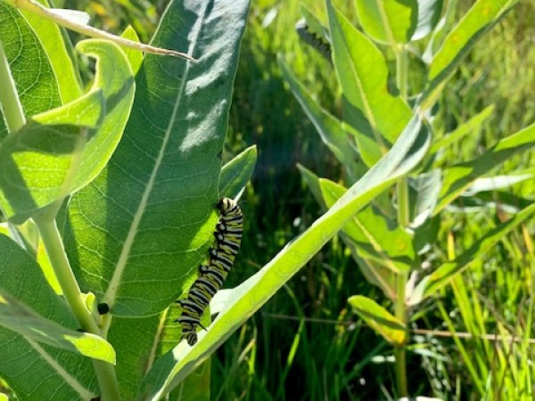5th instar larva on milkweed