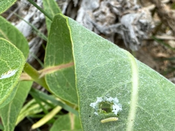 Monarch larva eating milkweed