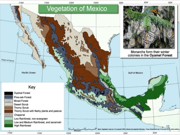 map of vegetation in Mexico