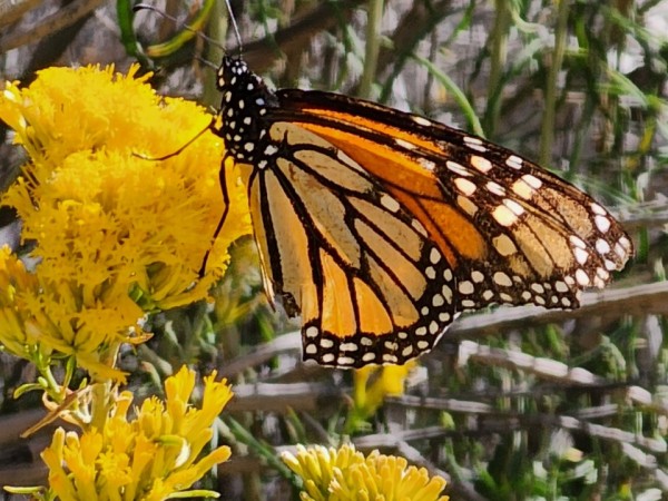 monarch on rabbit bush