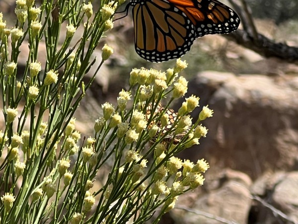 monarch in AZ