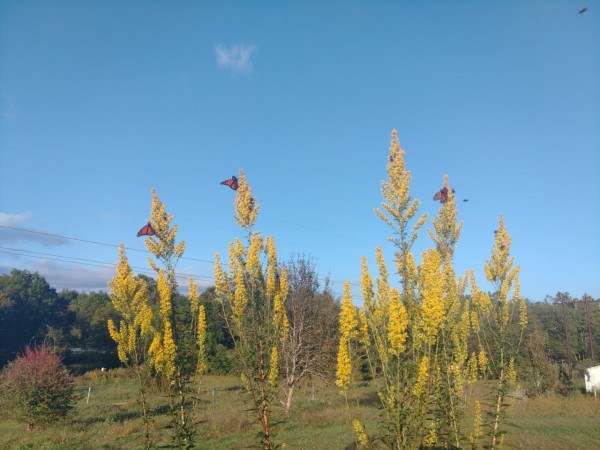 monarchs nectaring in field