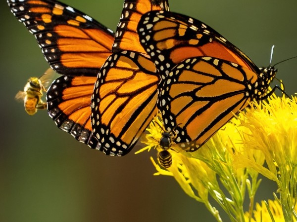 monarchs nectaring on Rubber Rabbitbrush
