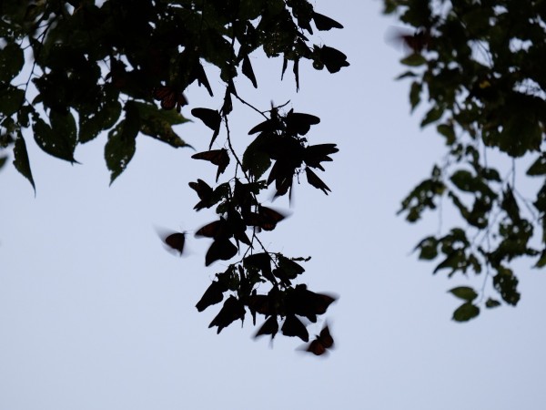 monarchs roosting