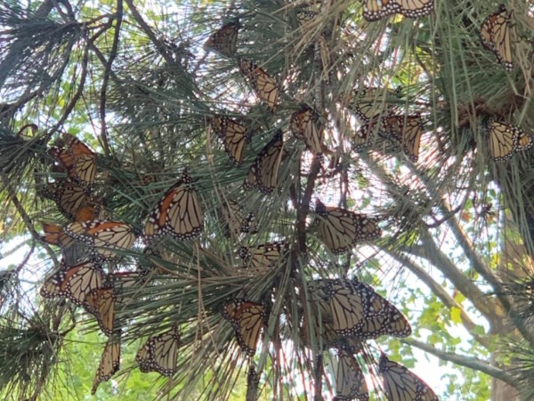monarchs roosting