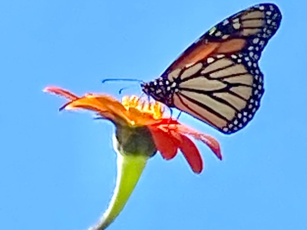 monarch nectaring on Tithonia