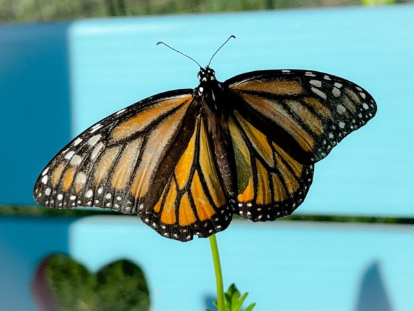 faded monarch
