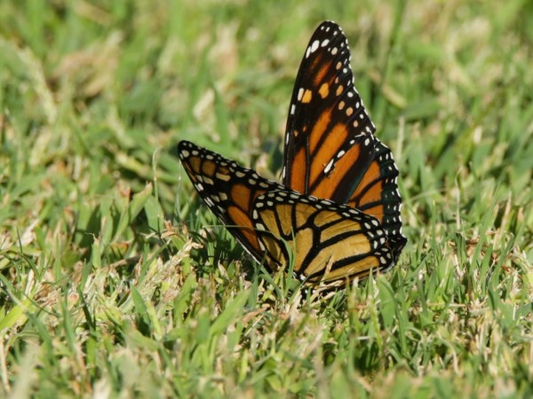 monarch on ground