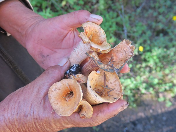 mushrooms in a hand