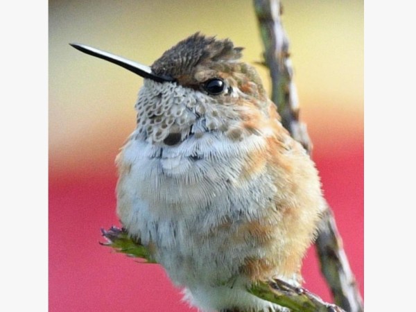 Rufous hummingbird perched