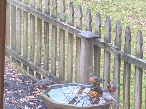 American Robin at birdbath