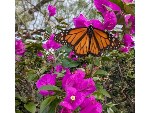 2 monarch butterflies flying together meaning        
        <figure class=