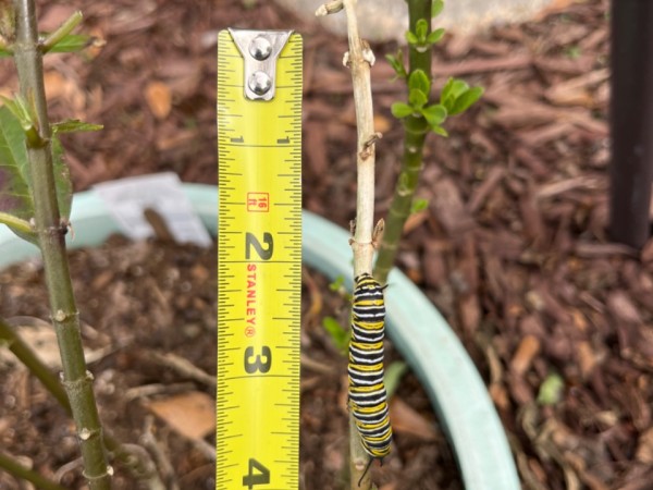 milkweed with monarch caterpillar