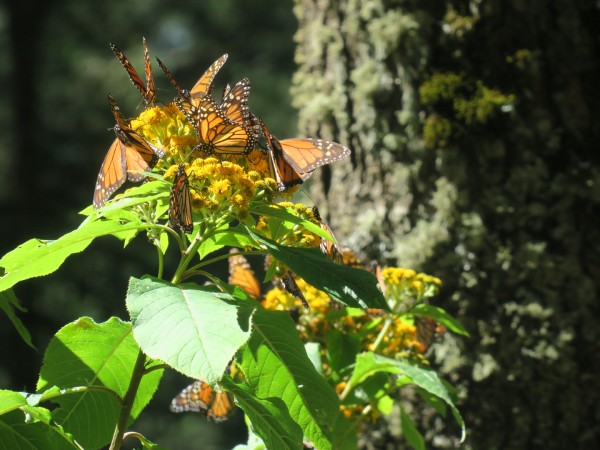 monarch butterfly colony in El Rosario Sanctuary
