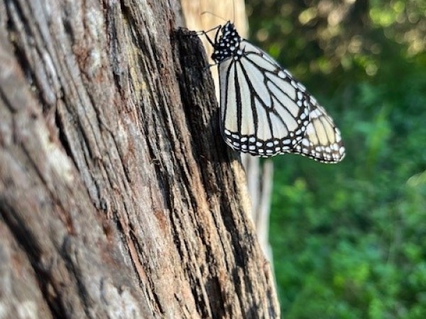 monarch butterfly on tree trunk