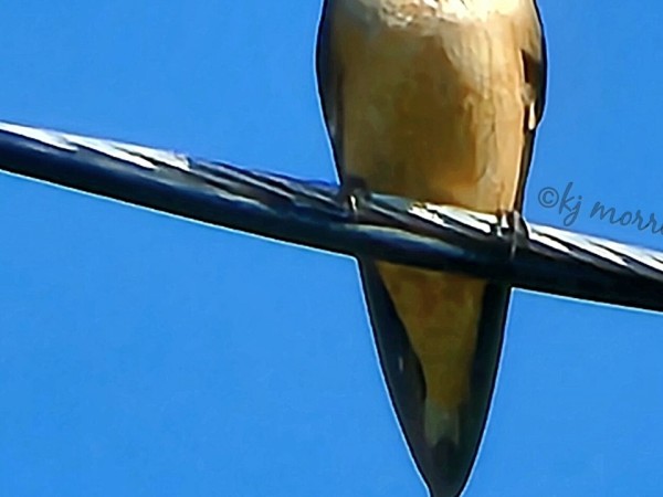 barn swallow