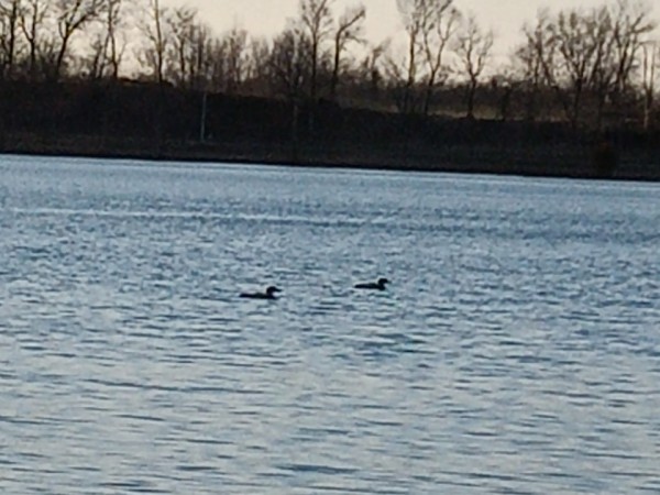 loons