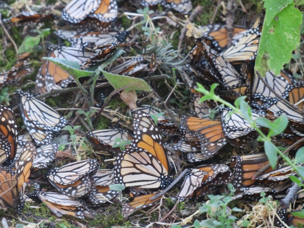 dead monarch butterflies