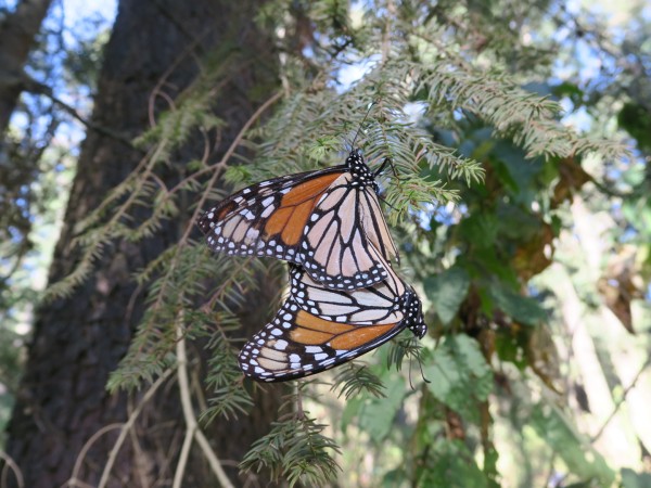 just a few monarchs