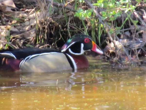 Male wood duck in brown water