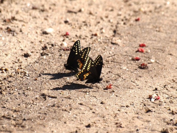 Two black swallowtail butterflies in the middle of a dirt path