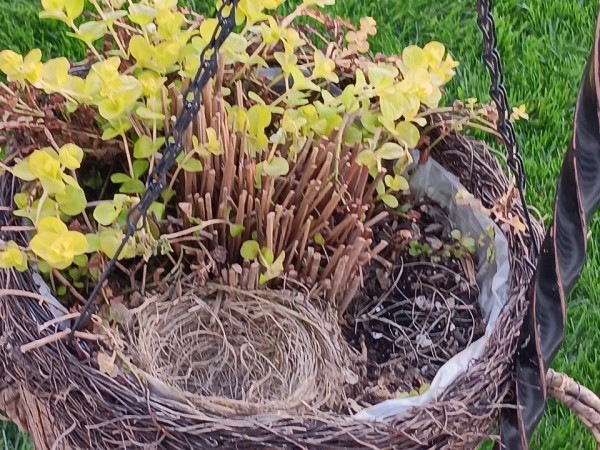 An empty robin nest viewed from above