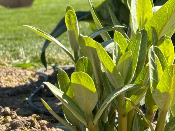 A milkweed plant coming up through the ground