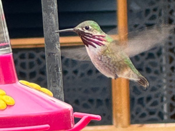 A male calliope hummingbird hovers near a feeder