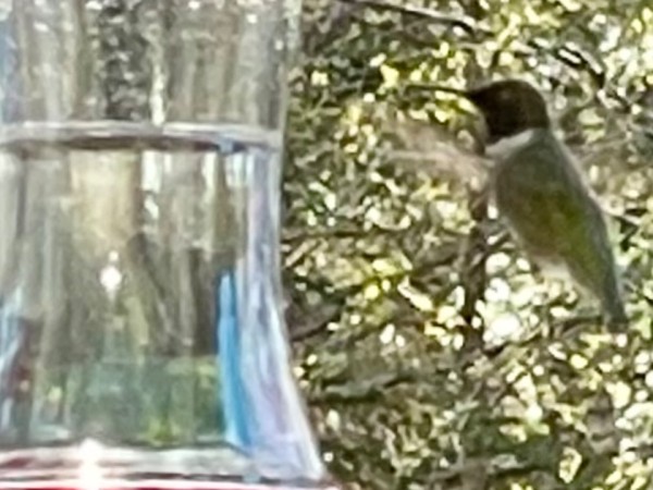 A hummingbird hovers near a hummingbird feeder with clear nectar and a red base